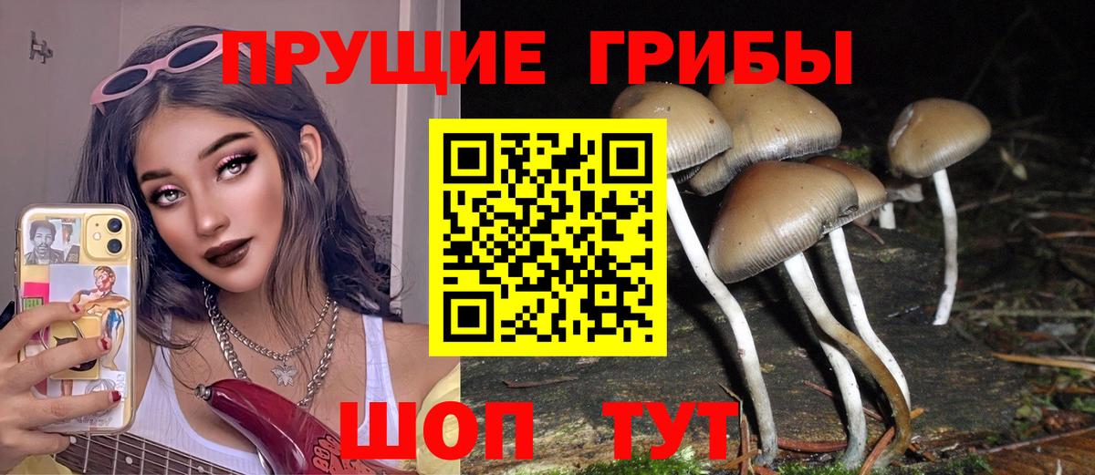 дарнет шоп  Галлюциногенные грибы Psilocybine cubensis  Вход с VPN  Карачаевск 