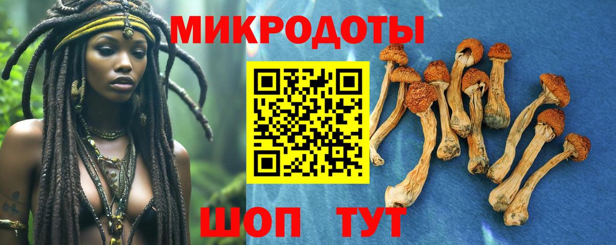 Псилоцибиновые грибы Psilocybine cubensis Карачаевск